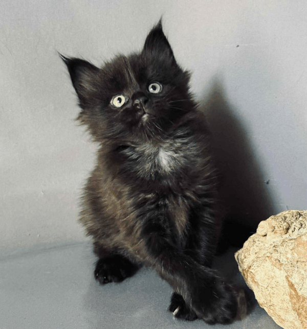 Donat-Male - Image 2