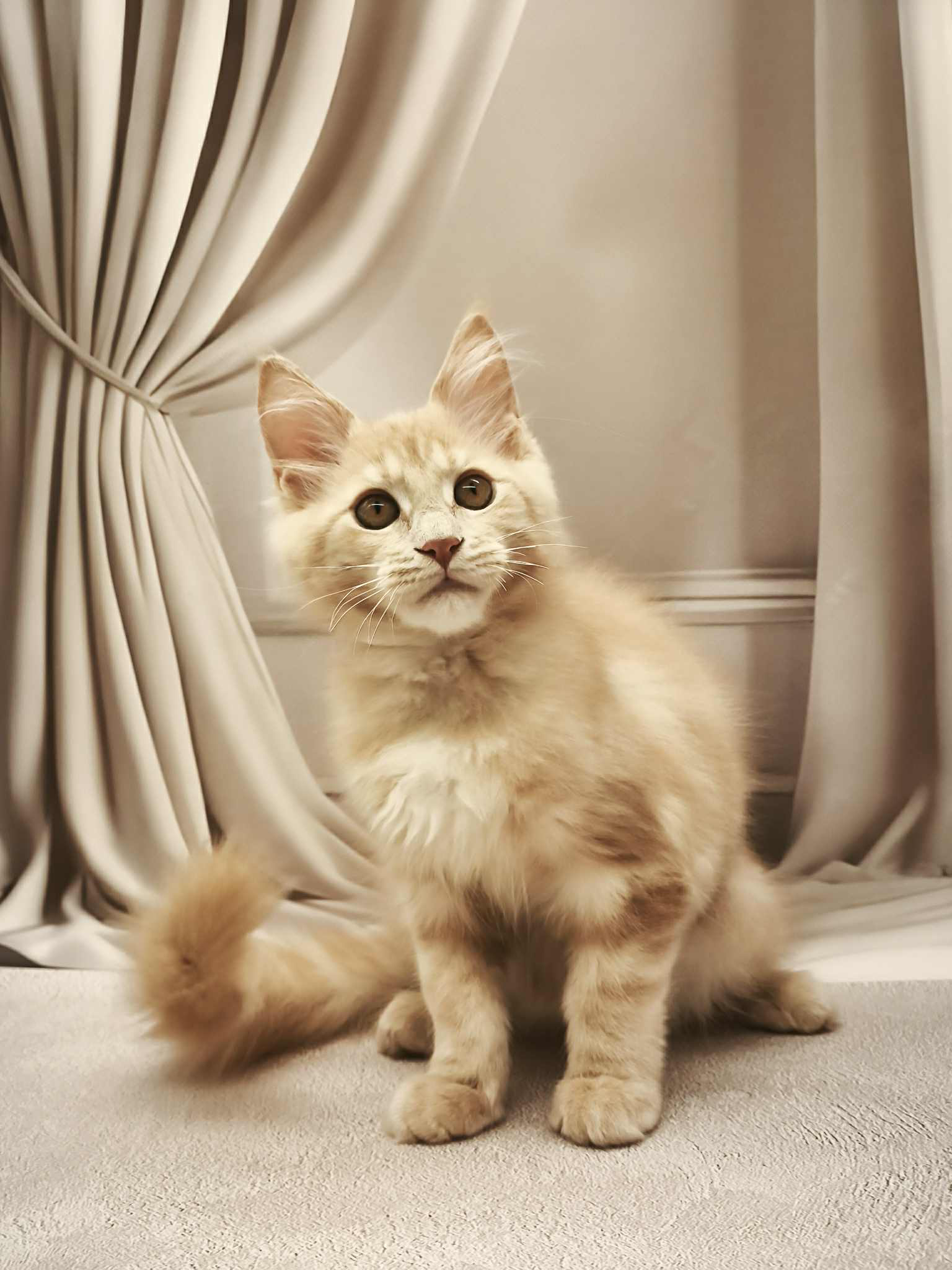 Barhan-Male - Image 14