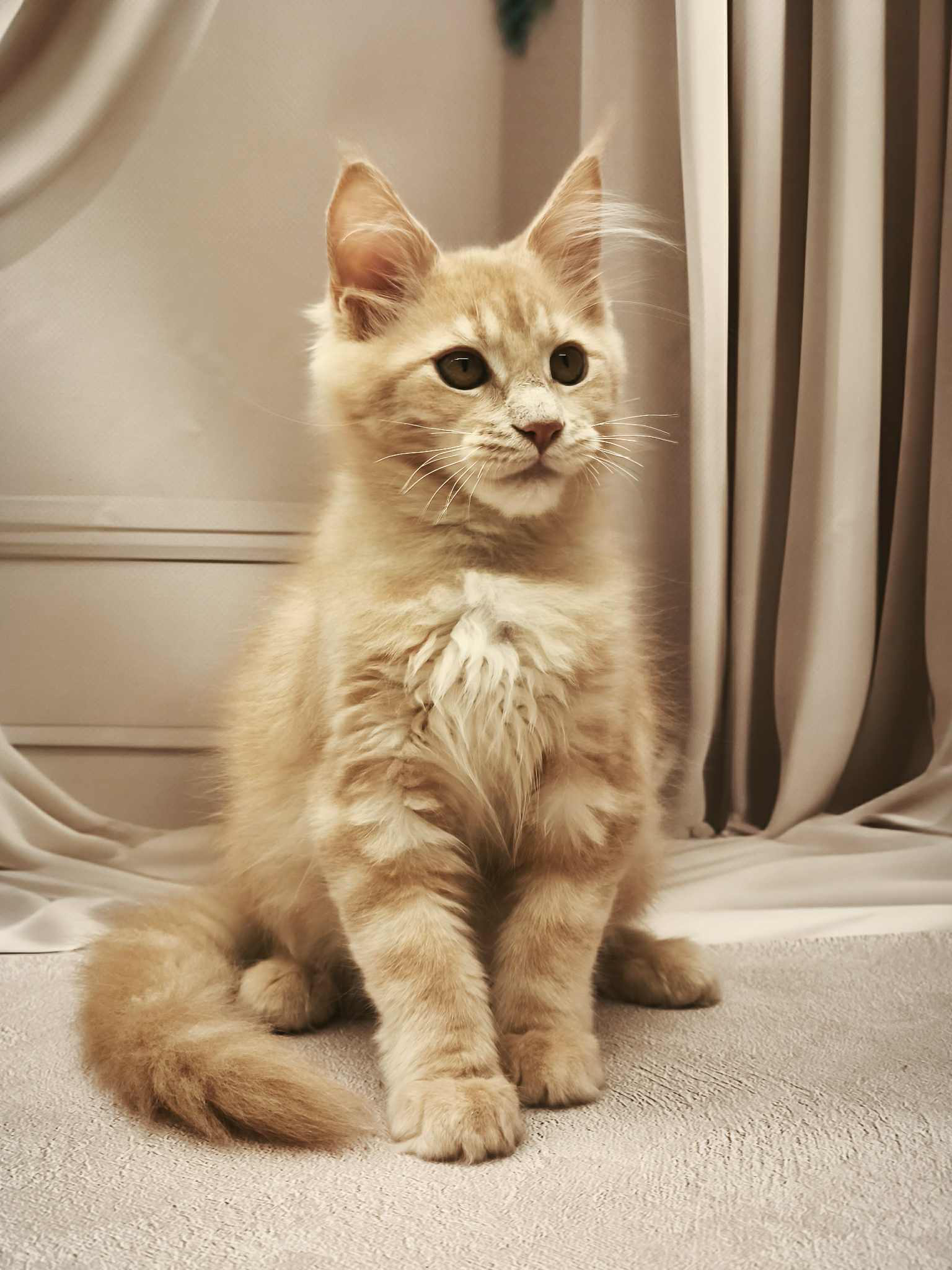 Barhan-Male - Image 10