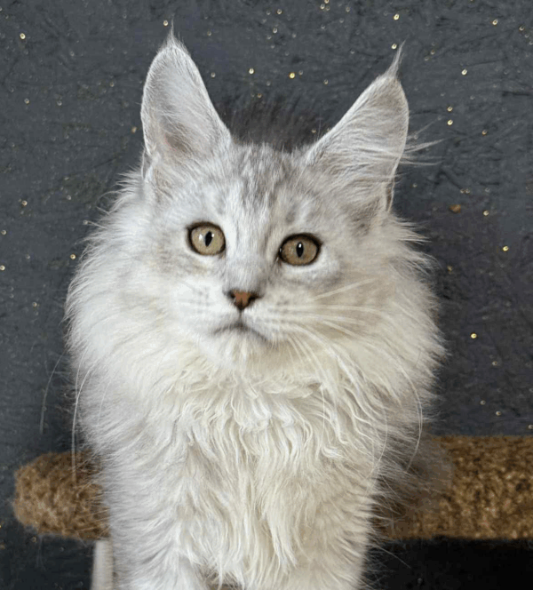 Milana-Female