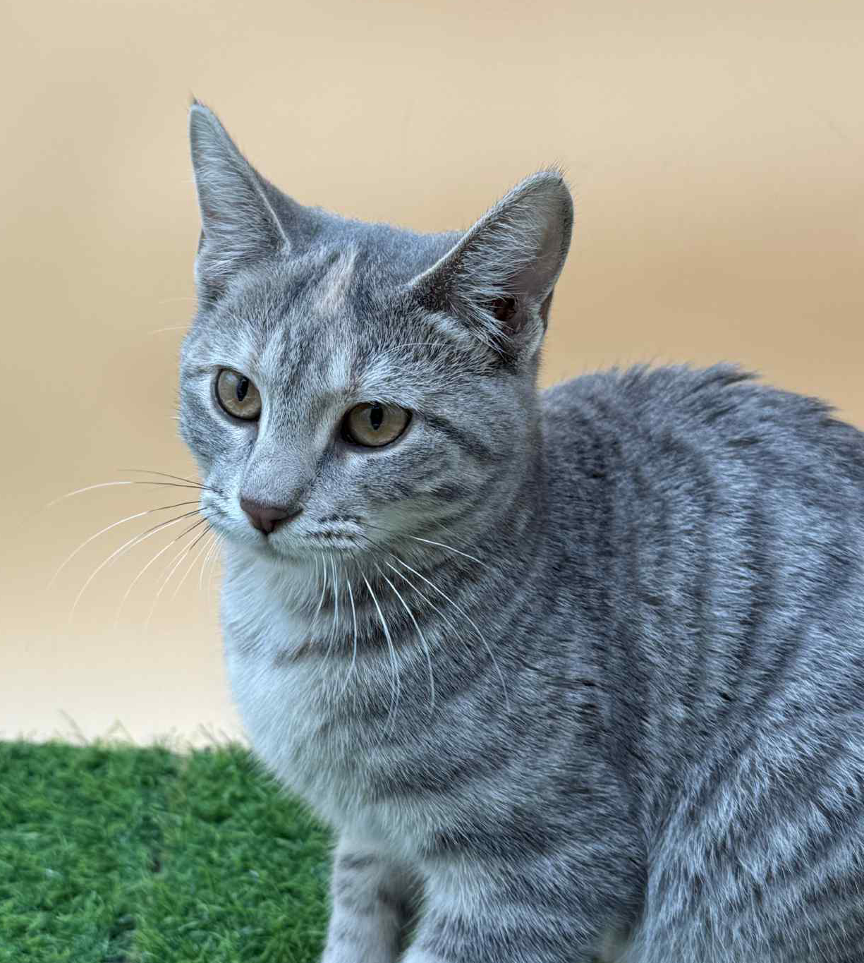 unoa 【Victorian cats Blue green】 unoa 【Victorian cats Blue green】 70s Japanese Cat's Eyes