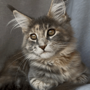 Gina-Female