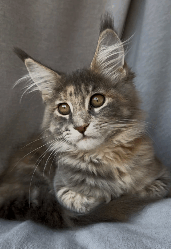 Gina-Female