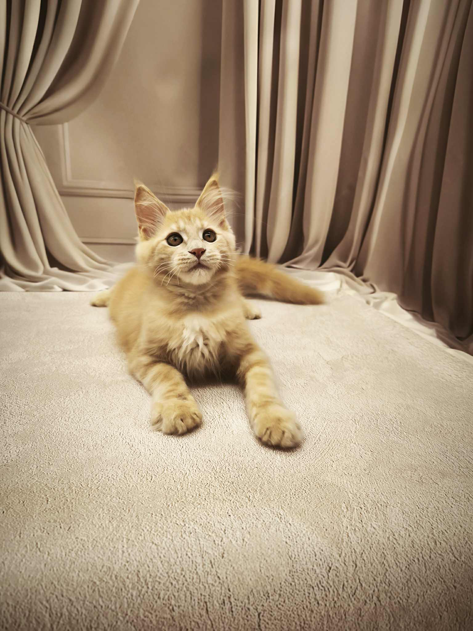 Barhan-Male - Image 11