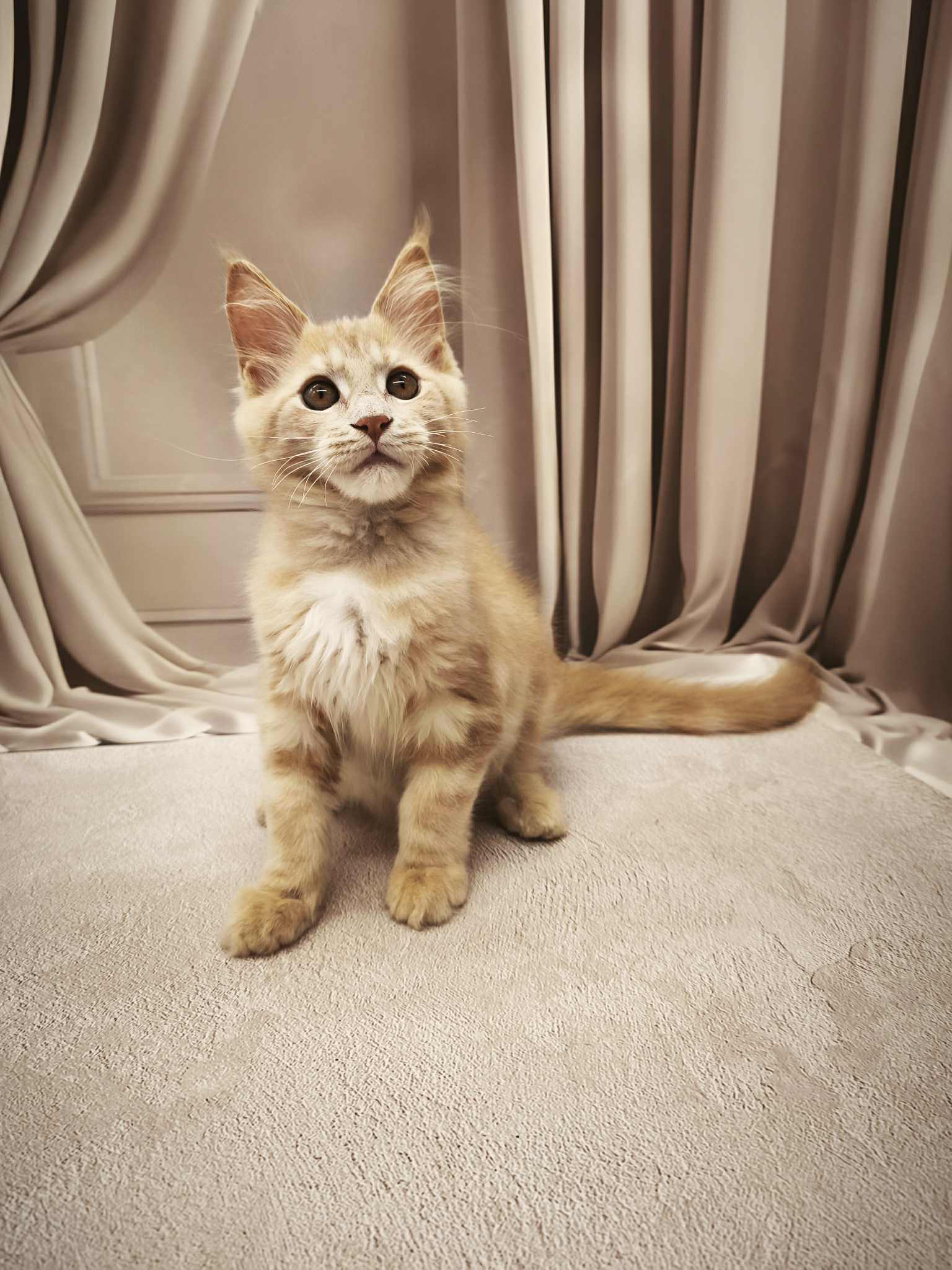 Barhan-Male - Image 2