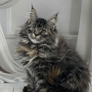 Dasy-Female