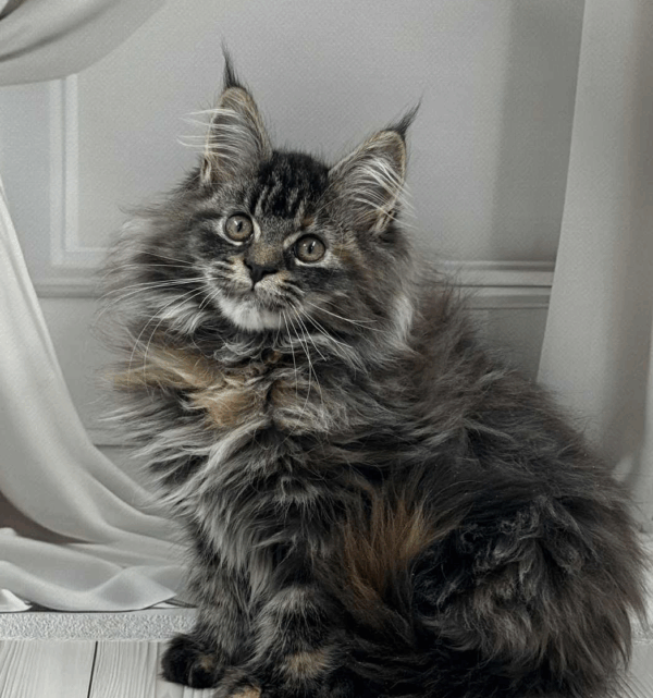 Dasy-Female