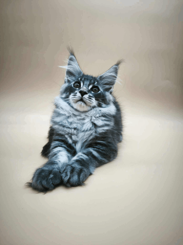 Roy-Male - Image 2