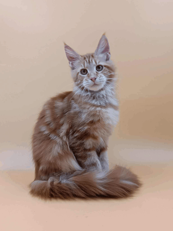 Alice-Female - Image 8