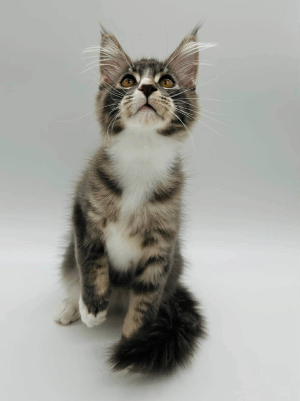 Fred-Male - Image 3