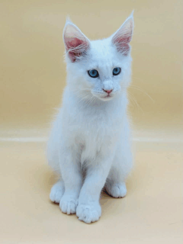 Evelina-Female - Image 8