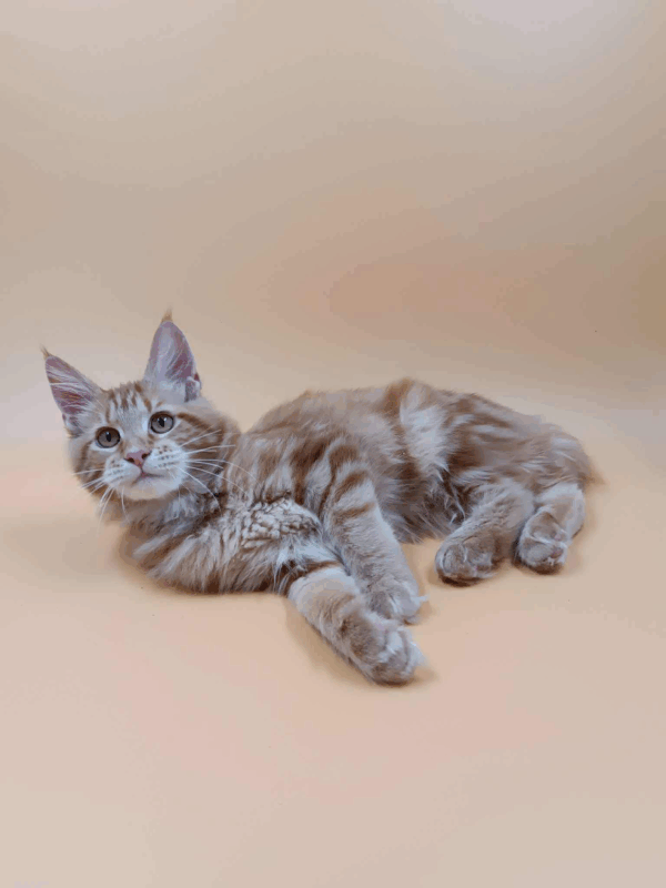 Alice-Female - Image 7