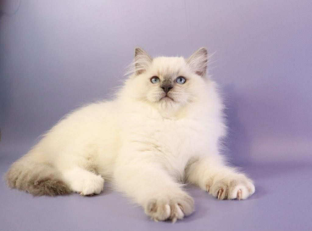 Ice Cream- Male - Image 6