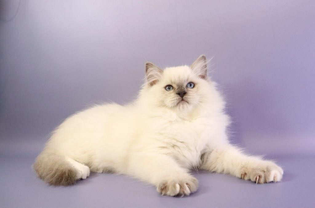 Ice Cream- Male - Image 5