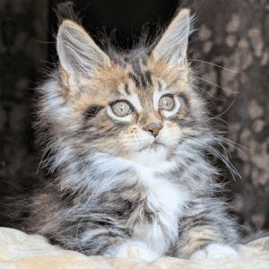 Bambino-Male