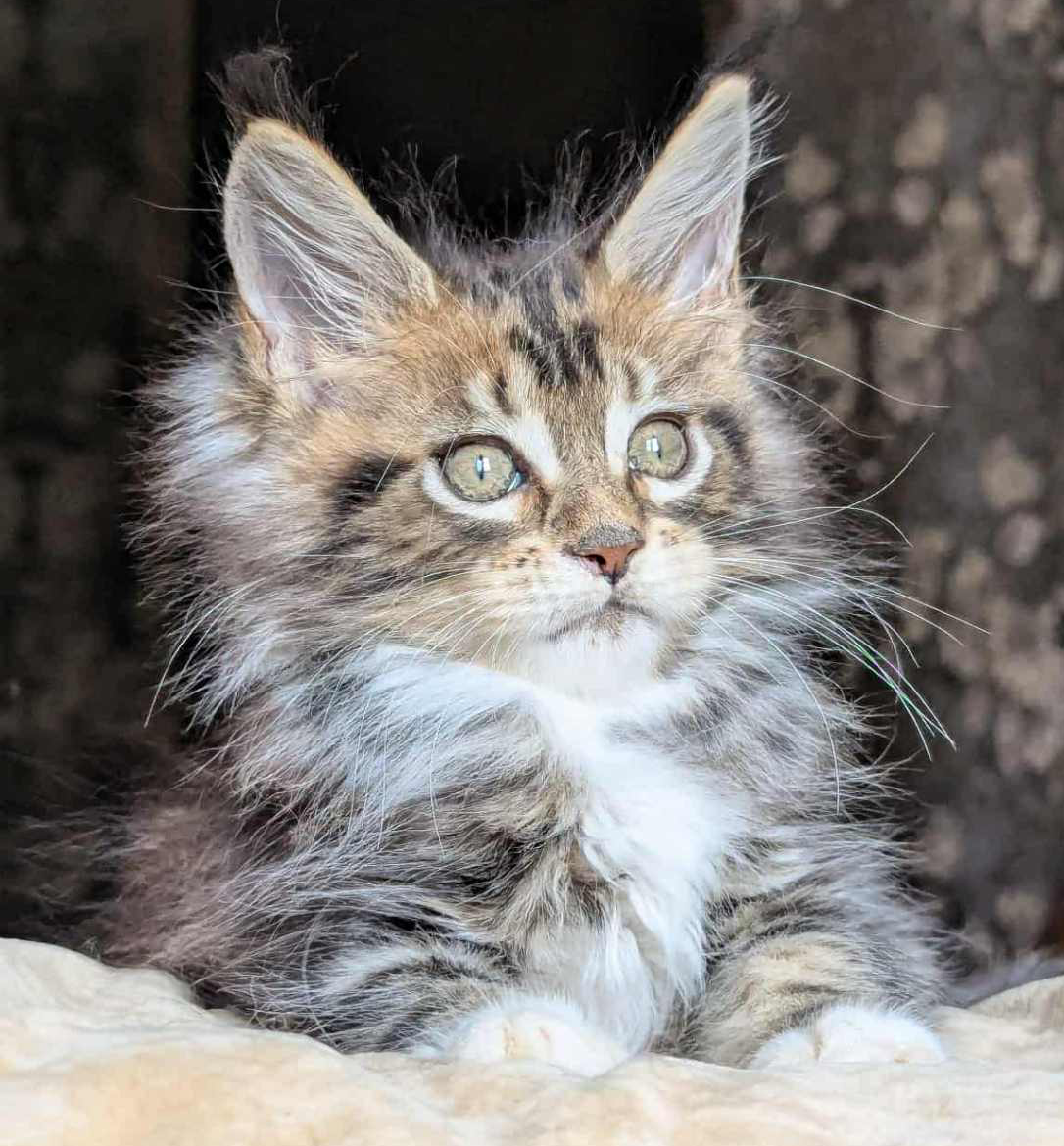 Bambino-Male