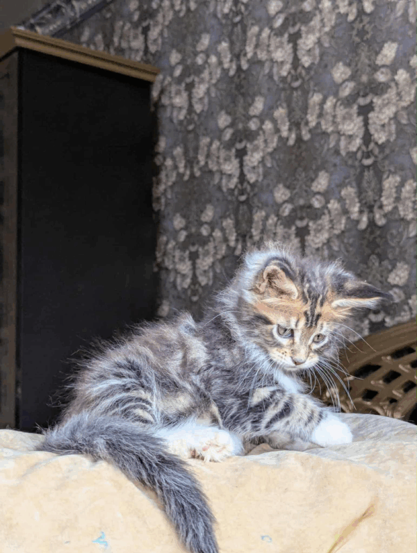 Bambino-Male - Image 2