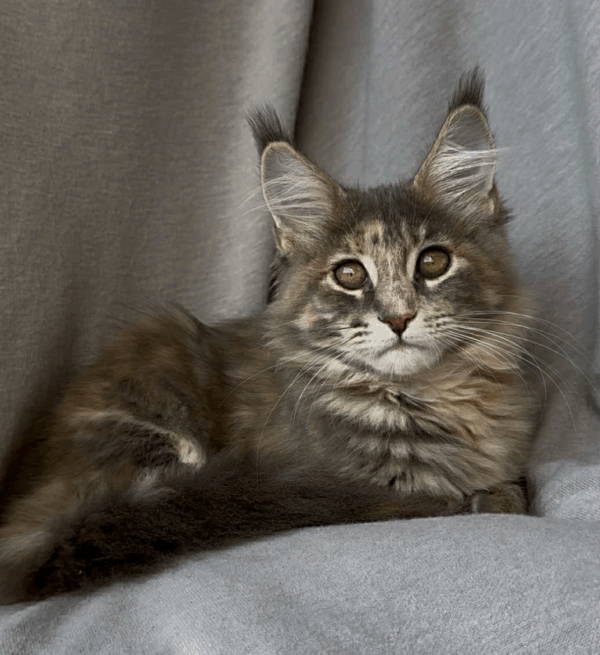 Gina-Female - Image 9
