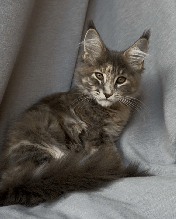 Gina-Female - Image 17