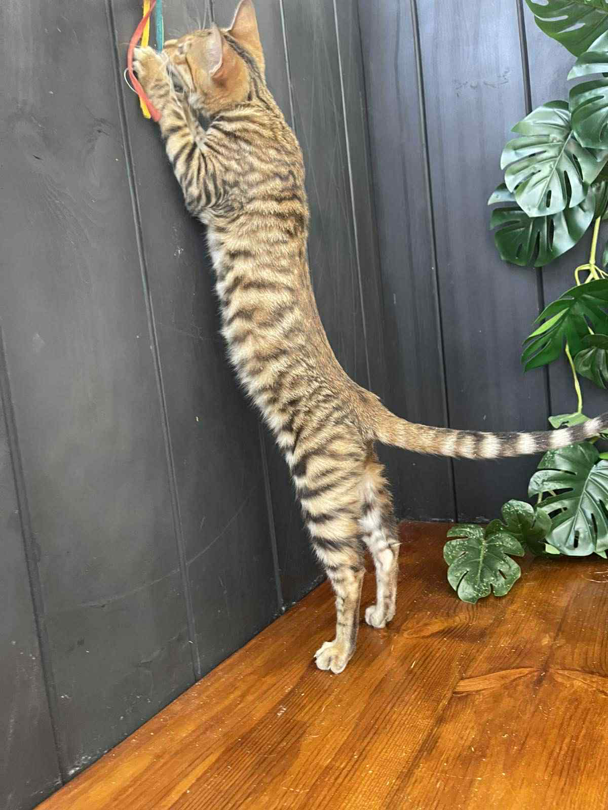 Khymber-Male - Image 4