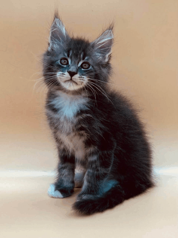 Franklin-Male - Image 4