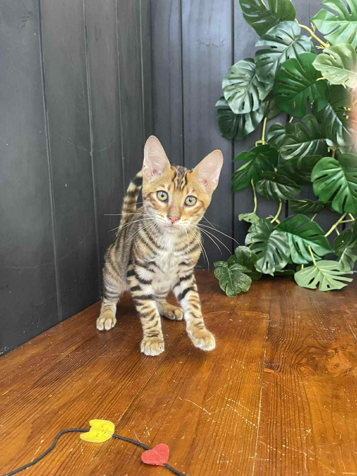 Khymber-Male - Image 11