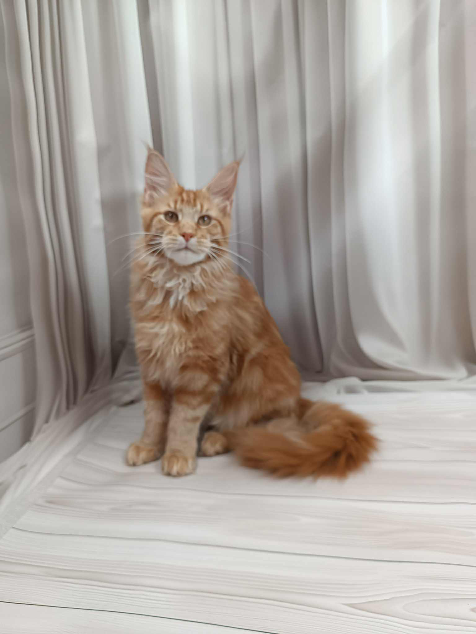 Miron-Male - Image 10