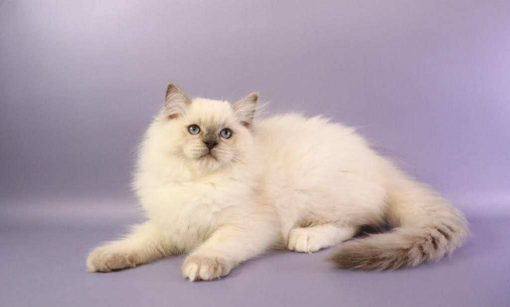 Ice Cream- Male - Image 7