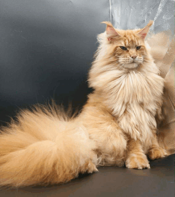 Ivi-Male - Image 6
