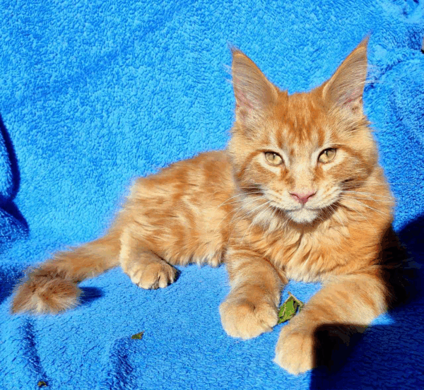 Buddy-Male - Image 4