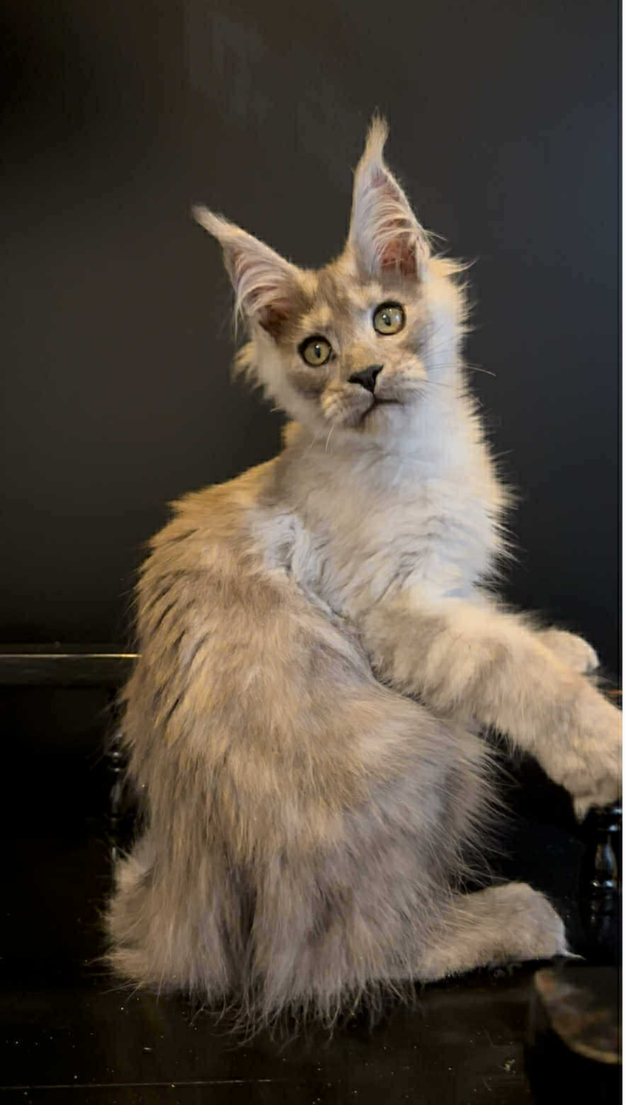 Gavryusha-Male - Image 3