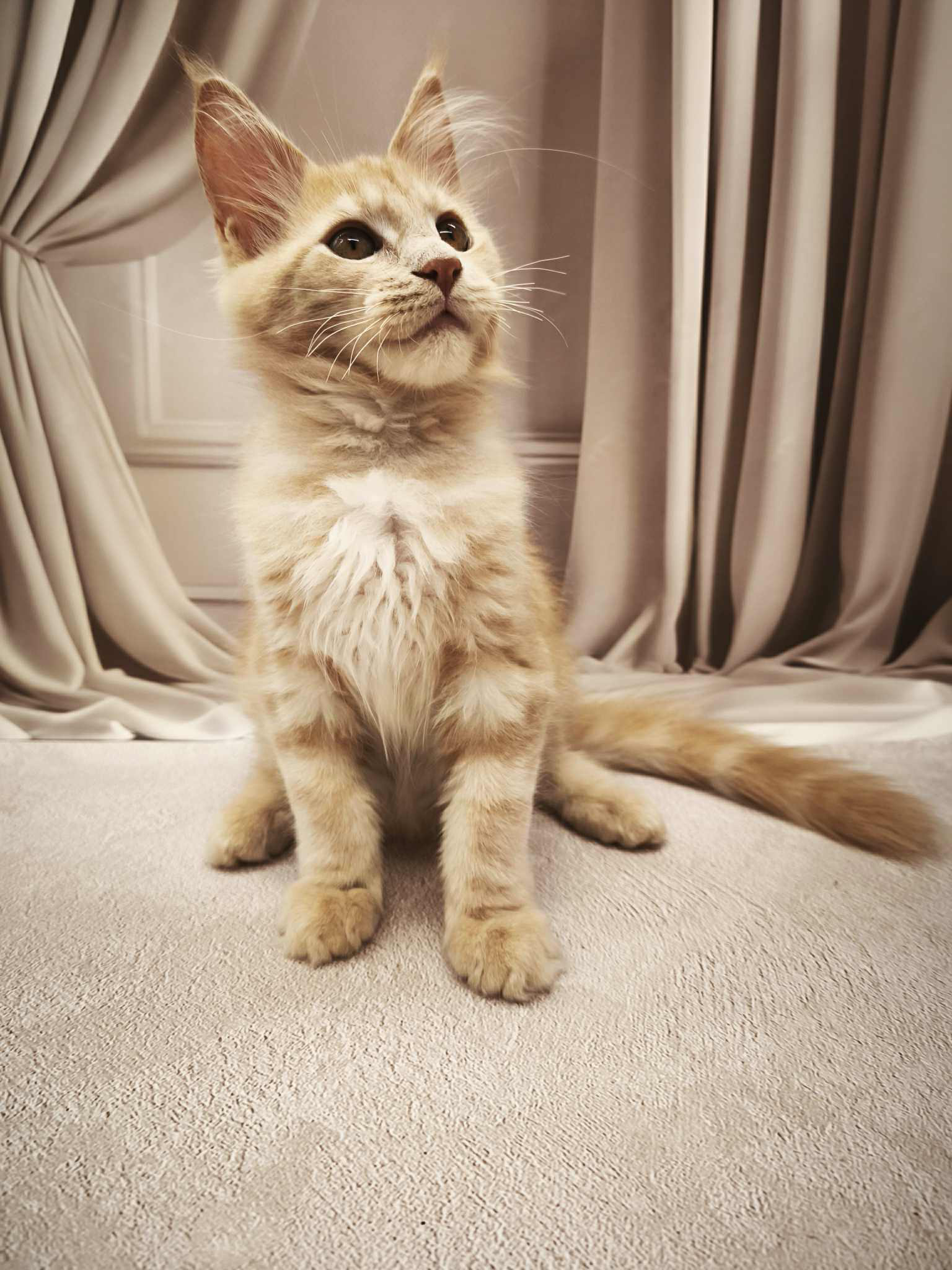 Barhan-Male - Image 7