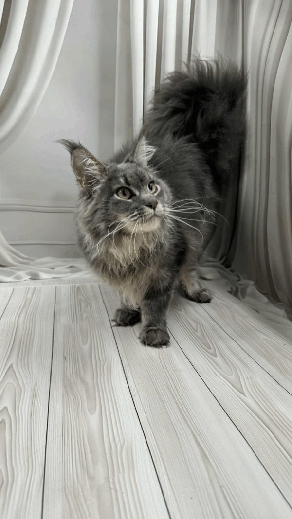 Nika-Female - Image 12