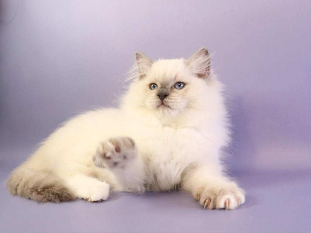 Ice Cream- Male - Image 3