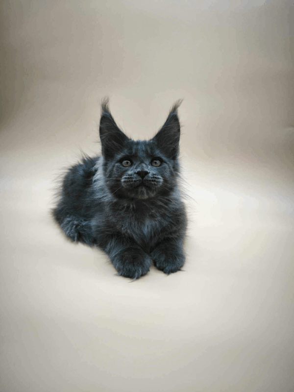 Ricky-Male - Image 14