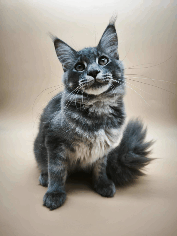 Million-Male - Image 9