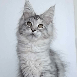 Samantha-Female