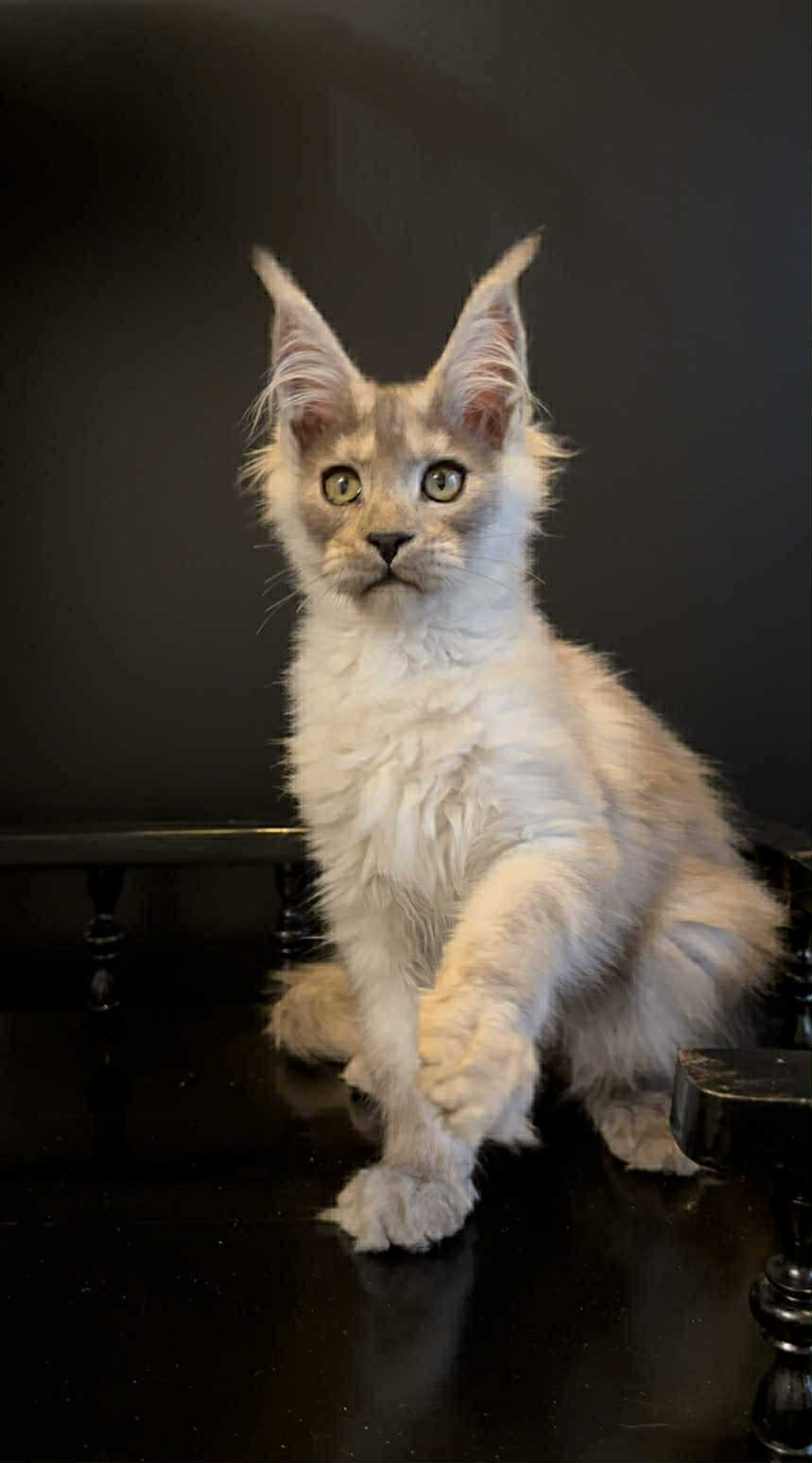 Gavryusha-Male - Image 7