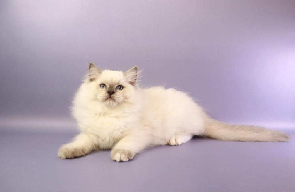 Ice Cream- Male - Image 9