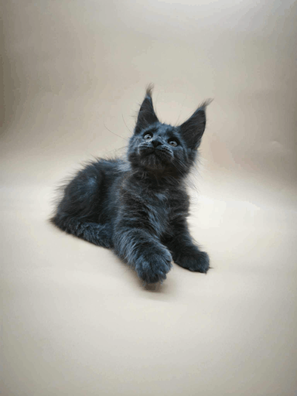 Ricky-Male - Image 7