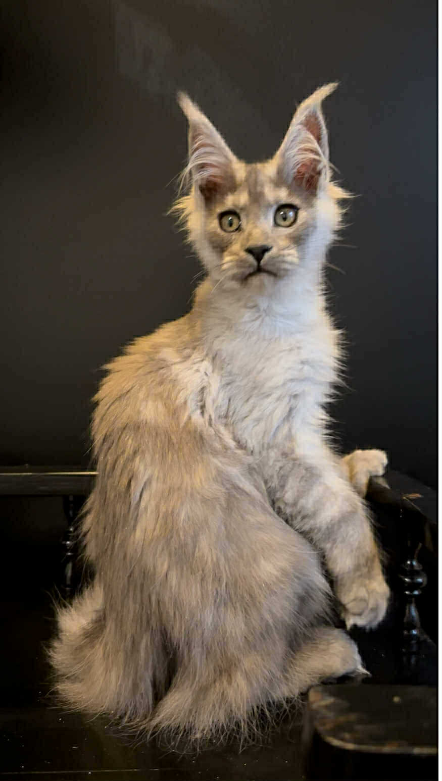 Gavryusha-Male - Image 2