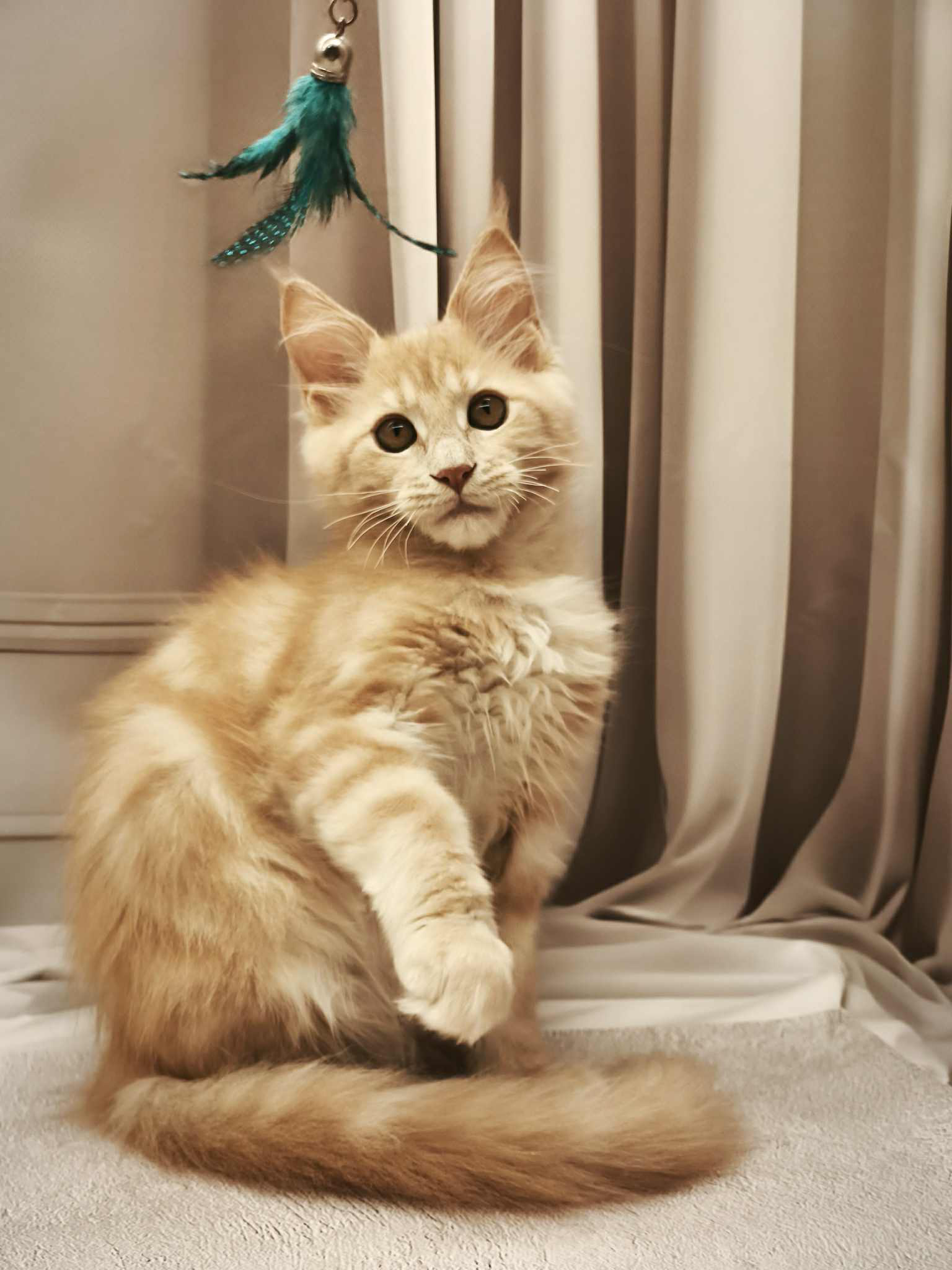 Barhan-Male - Image 6