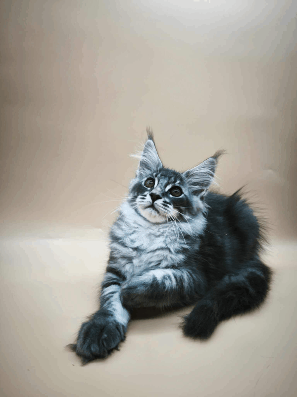 Roy-Male - Image 11