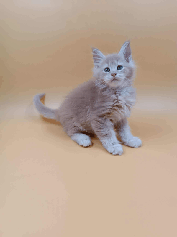 Tom-Male - Image 4