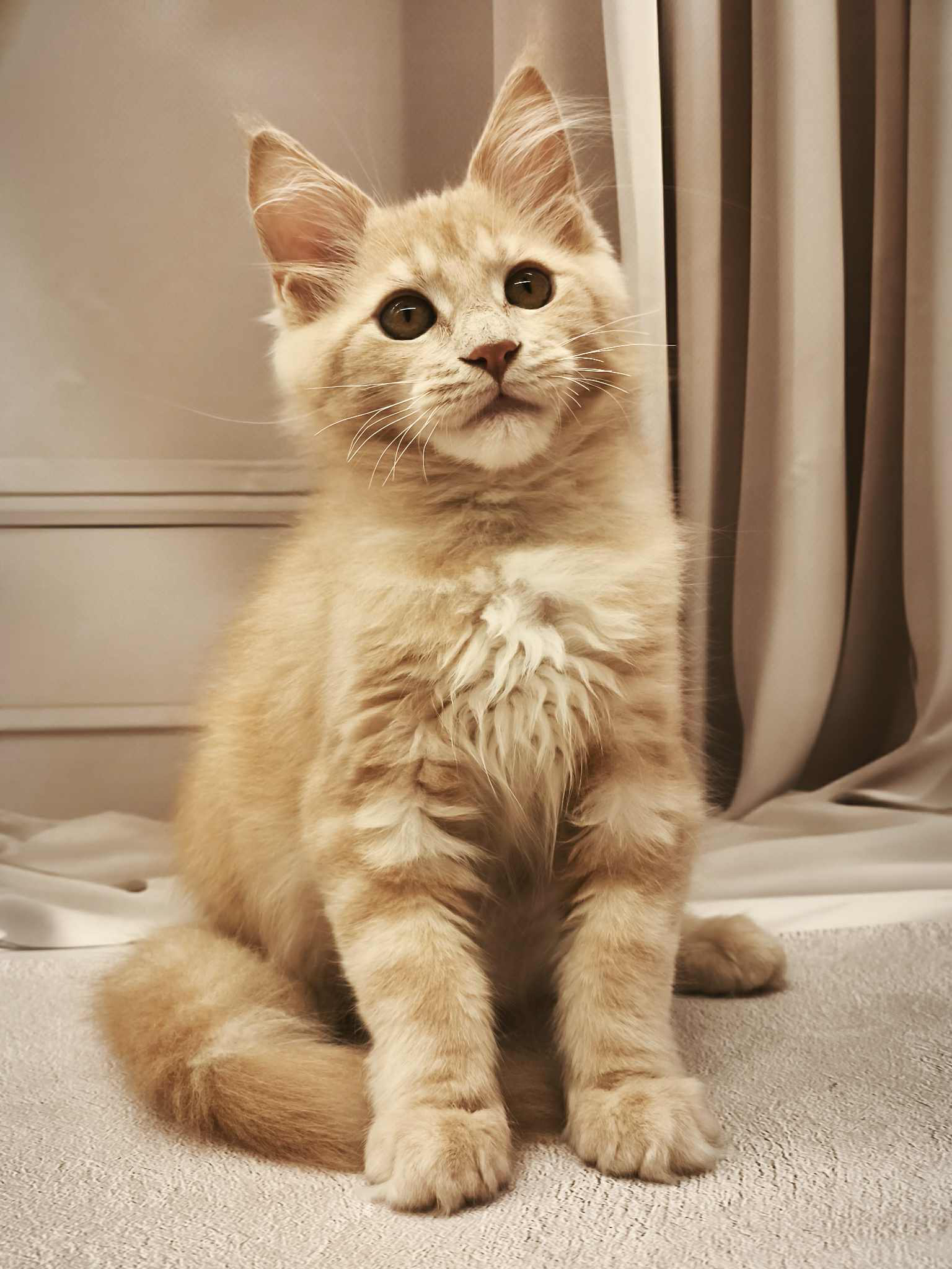 Barhan-Male - Image 9