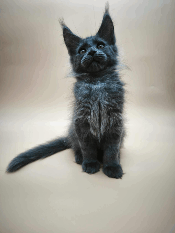 Ricky-Male - Image 10