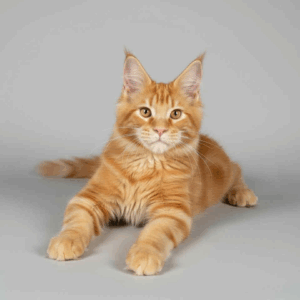 Buddy-Male