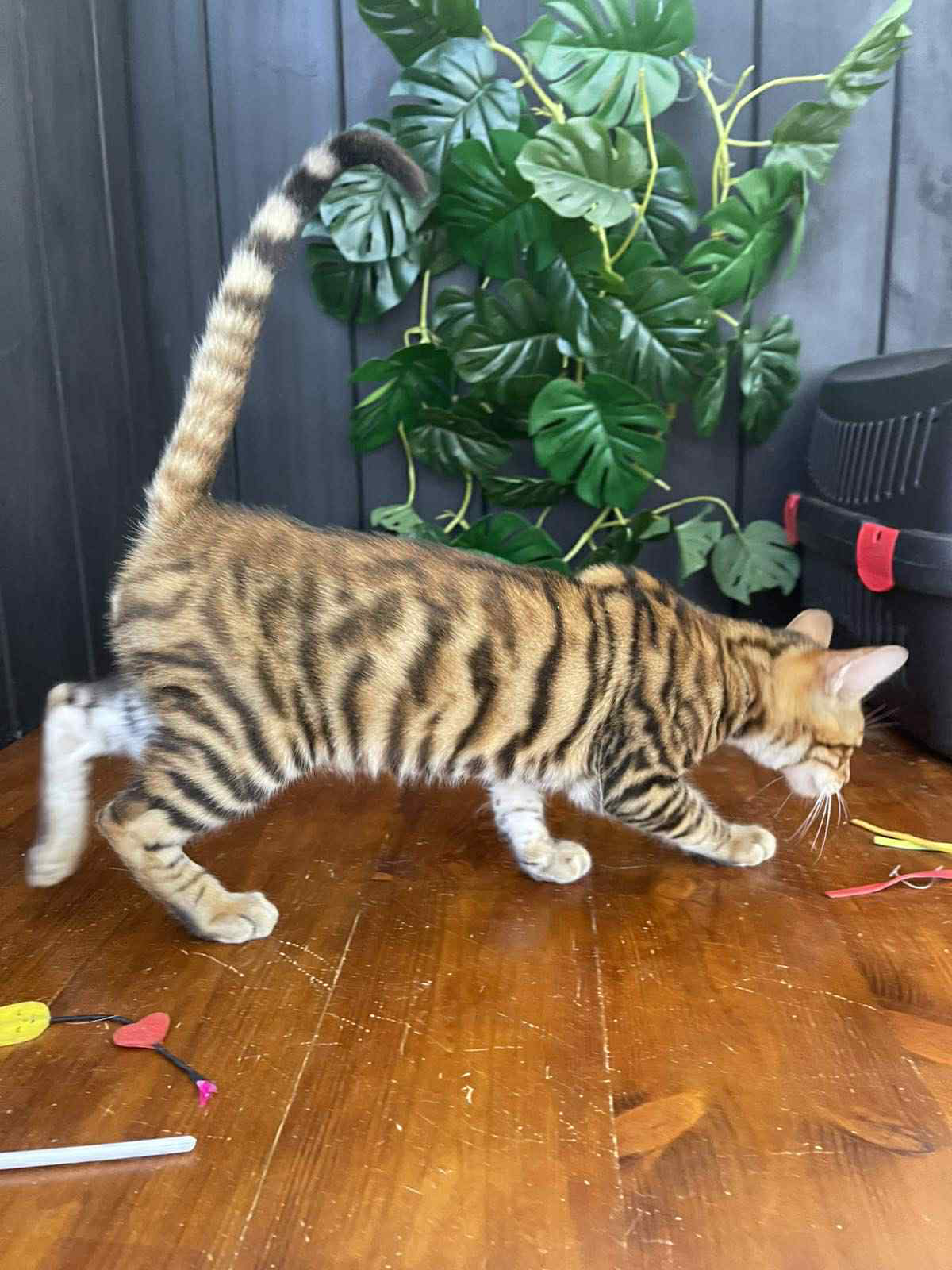 Khymber-Male - Image 7