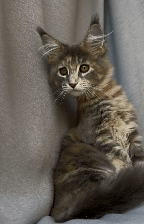 Gina-Female - Image 15