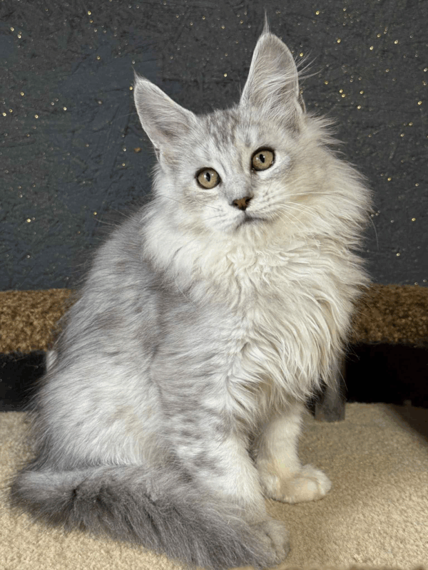 Milana-Female - Image 8